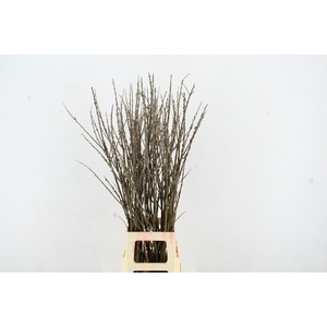 SALIX WILGENKATJES VERTAKT  100CM