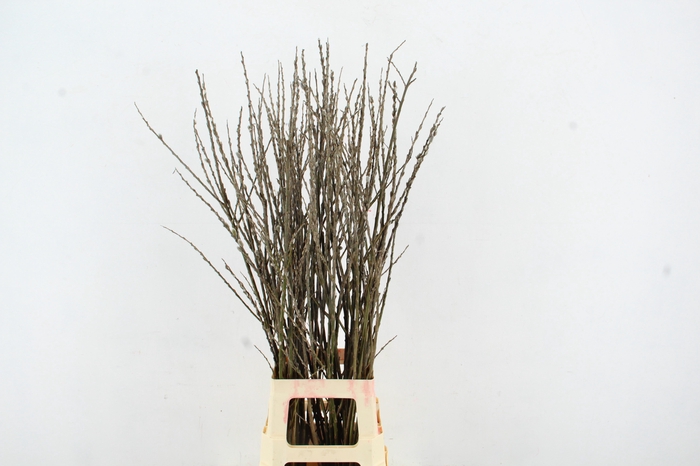 <h4>SALIX WILGENKATJES VERTAKT 100CM</h4>