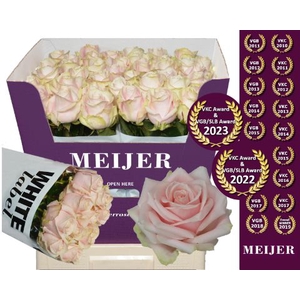 R Gr Sweet Avalanche Meijer White 70 cm