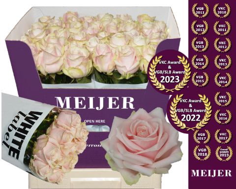 <h4>Rozen Rosa Sweet Avalanche</h4>