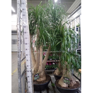 Beaucarnea recurvata