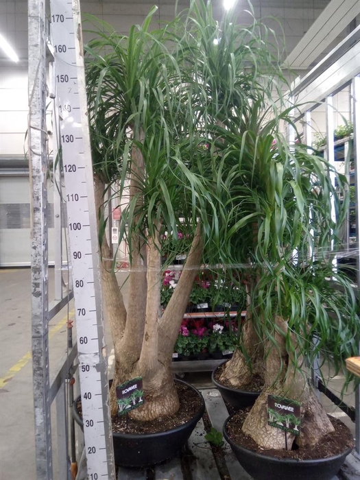 <h4>Beaucarnea recurvata</h4>