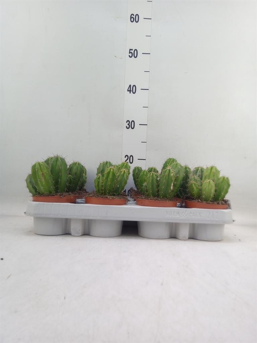 <h4>Polaskia chichipe</h4>