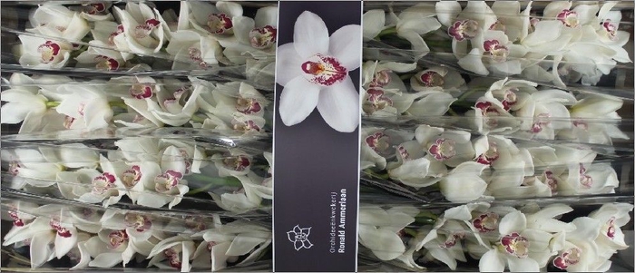 <h4>Cymbidium Mazurka</h4>