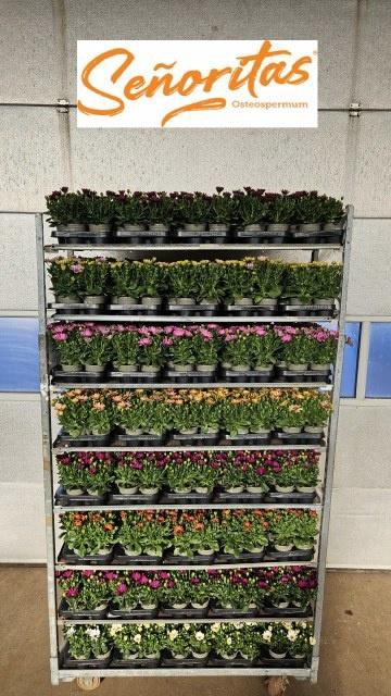 <h4>OSTEO SENORITAS MIXK</h4>