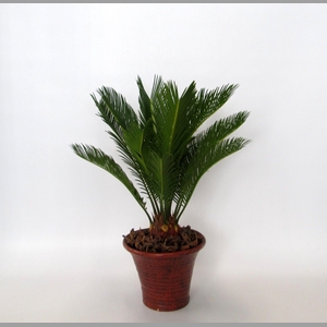 CYCAS REVOLUTA