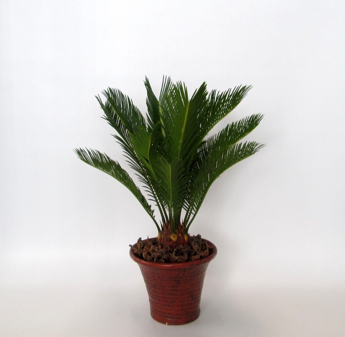 <h4>Cycas in hosta small bruin</h4>