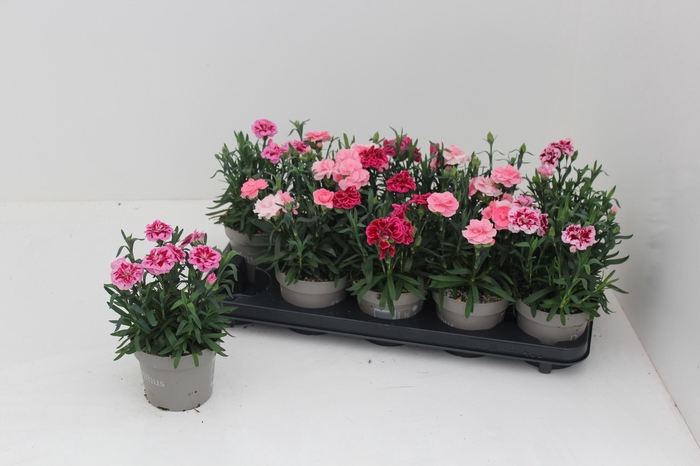 <h4>DIAN OSC GEM</h4>