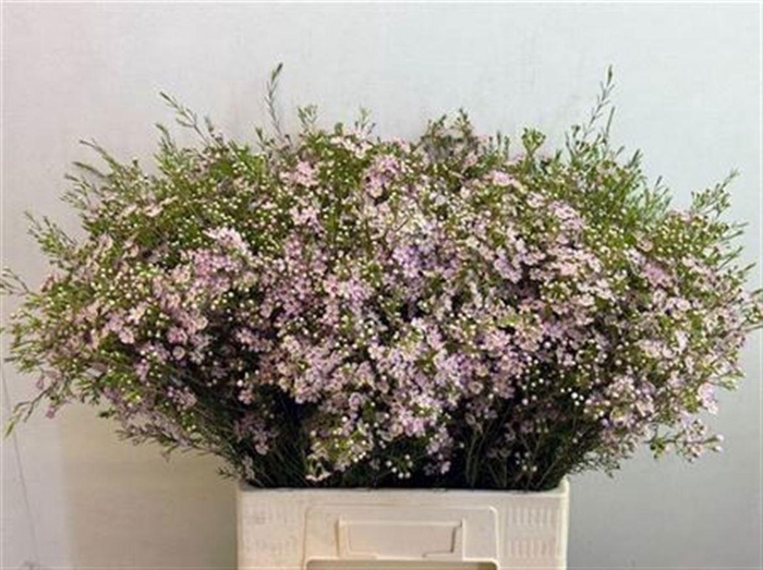 <h4>CHAME UN WENDY ROSE</h4>