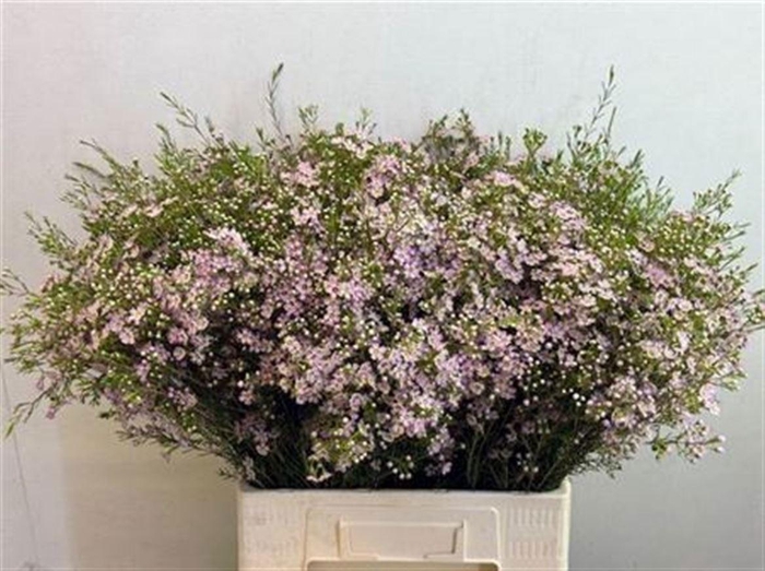 <h4>Chame Un Wendy Rose</h4>