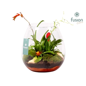 Green Bottle Abby Large met Bromelia