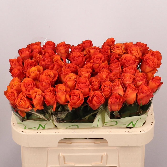 <h4>R GR ORANGE WAVE</h4>