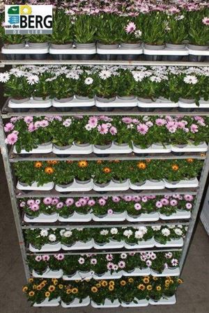 Osteo Mixk 1 Klr Per Tray