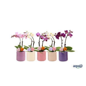 Morgan Charm Mix Tiny Dolls Mix 2T10+ Aqu@ Duo Hartjes