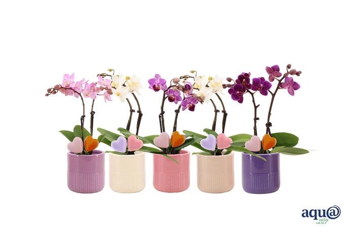 <h4>Morgan Charm Mix Tiny Dolls Mix 2T10+ Aqu@ Duo Hartjes</h4>