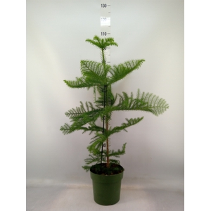 Araucaria heterophylla