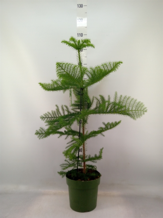 <h4>Araucaria heterophylla</h4>
