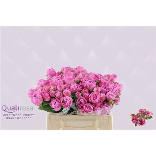 <h4>R Tr Misty Bubbles</h4>