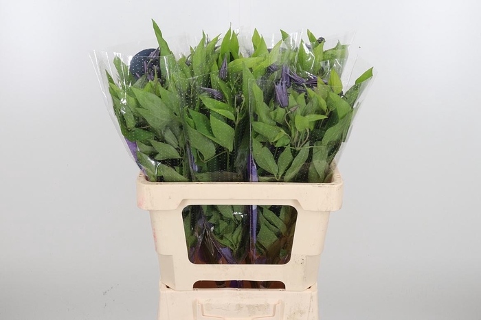 <h4>Clem Amazing Oslo</h4>