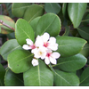 Rhaphiolepis umbellata