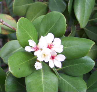 Rhaphiolepis umbellata