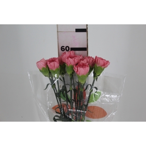 CRAVO KLEOS 060 CM