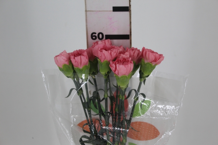 <h4>CRAVO KLEOS 060 CM</h4>