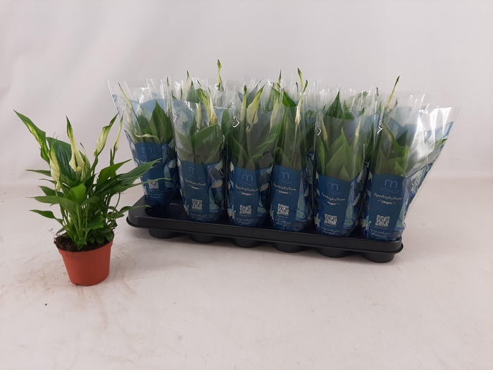 <h4>SPATH CHOPIN</h4>