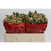 Hypericum Mellow Romance