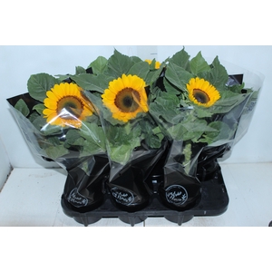 GIRASSOL MINI SUN BRIGHT P15