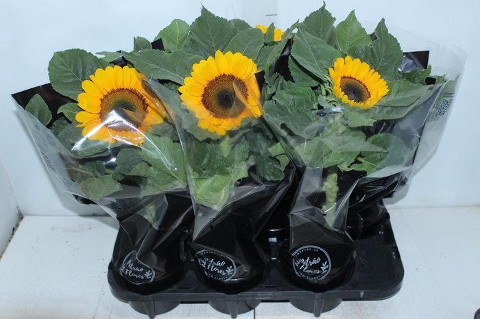 <h4>GIRASSOL MINI SUN BRIGHT P15</h4>