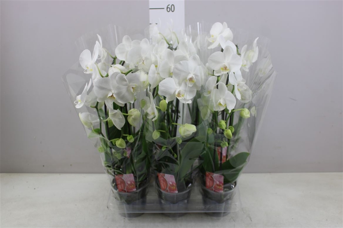 <h4>Phal Cascade Wit 2 Tak</h4>