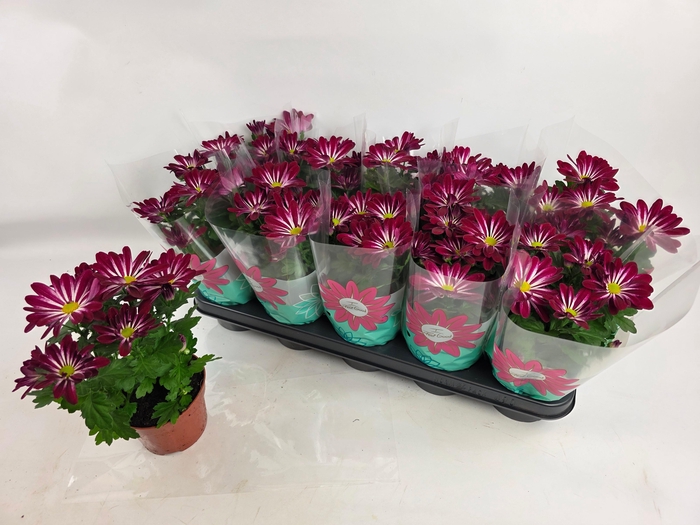 <h4>CHRYS SENSINA</h4>