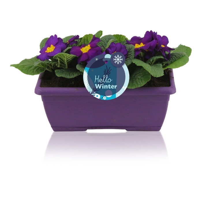 <h4>Primula Acaulis in Paars Duobakje</h4>