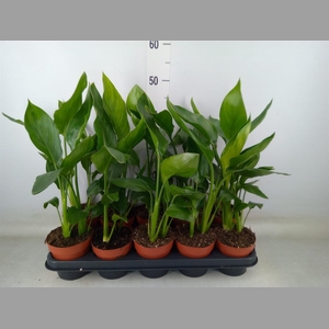 Strelitzia reg.   ...no flowers