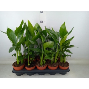 Strelitzia reg.   ...no flowers