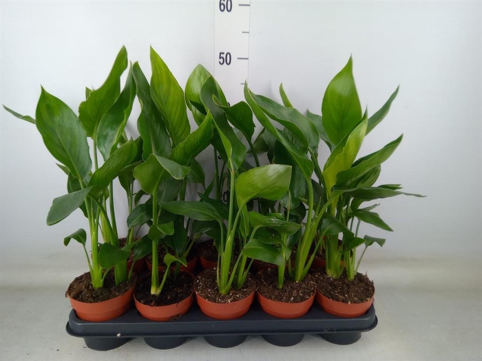 <h4>Strelitzia reg.   ...no flowers</h4>