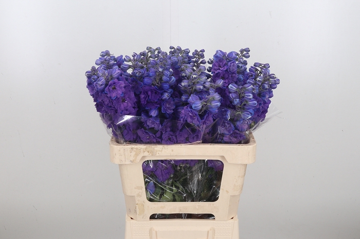 Delphinium El Christel