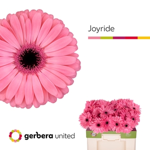 Gerbera Joyride Water