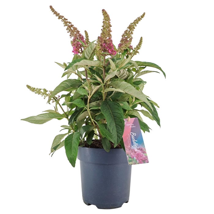 <h4>Buddleja Candy 'Little Pink' p17 (PT)</h4>