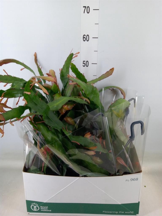 <h4>Epiphyllum   ...</h4>