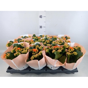 Kalanchoe   ...