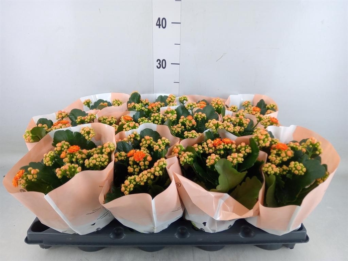 <h4>Kalanchoe   ...</h4>