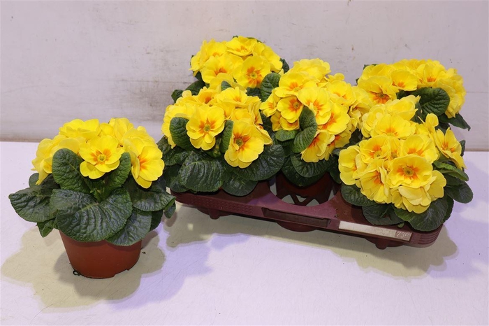 <h4>Prim Acaulis</h4>