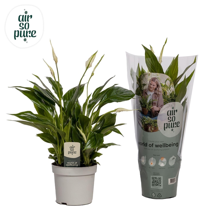<h4>Spathiphyllum  'Bellini'</h4>