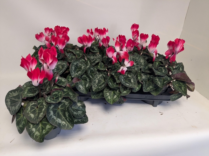 <h4>CYCL MD INDIAKA</h4>