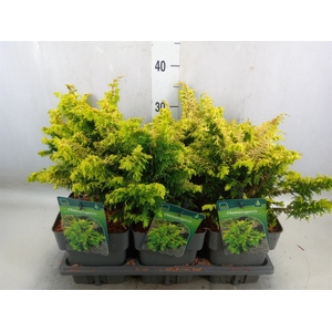 Chamaecyparis obt.