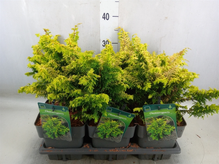 <h4>Chamaecyparis obt.</h4>