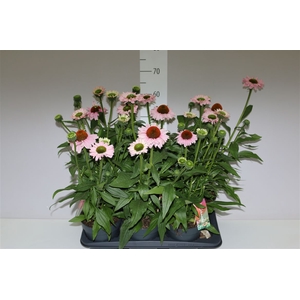 Echinacea Sunseekers Salmon