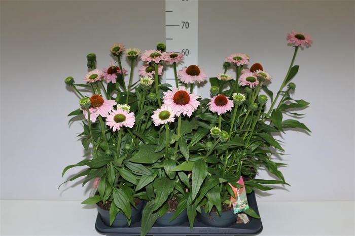 <h4>Echinacea Sunseekers Salmon</h4>